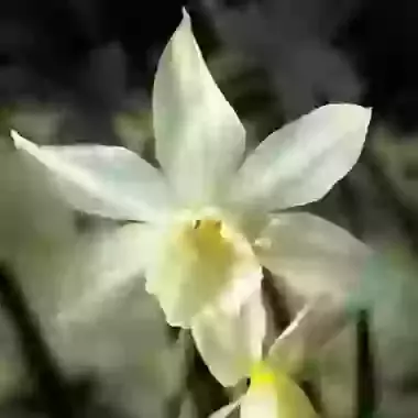 Thalia